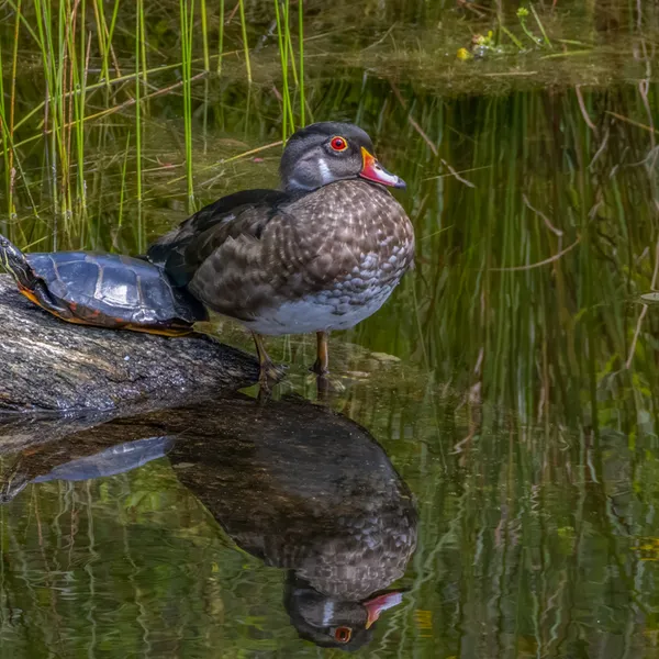 Wood Duck
