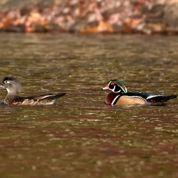 Wood Ducks