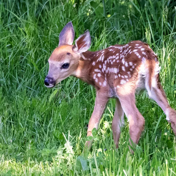 Young Fawn
