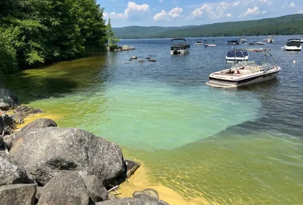 Cyanobacteria