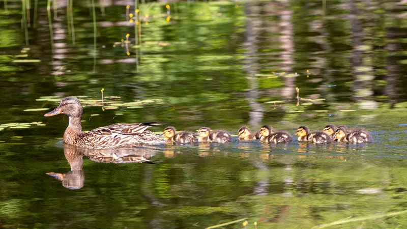 Ducks on Pleasant Lake