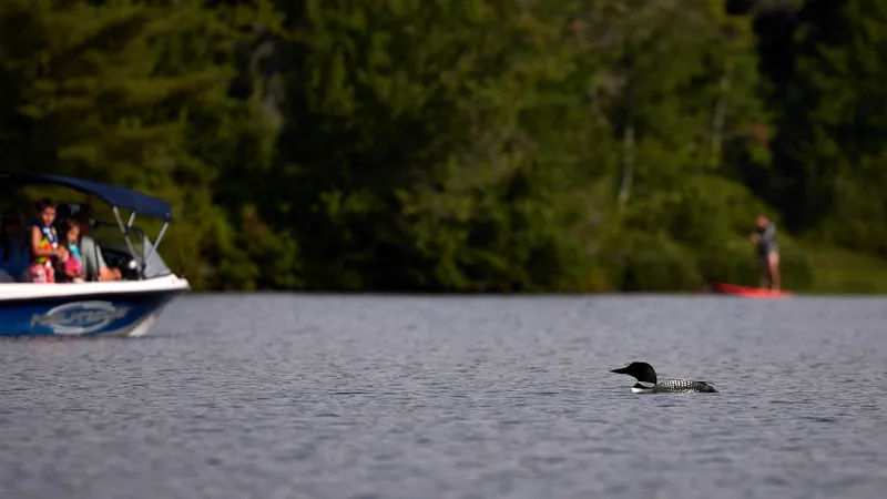 Loon on Pleasant Lake with boats in the distance