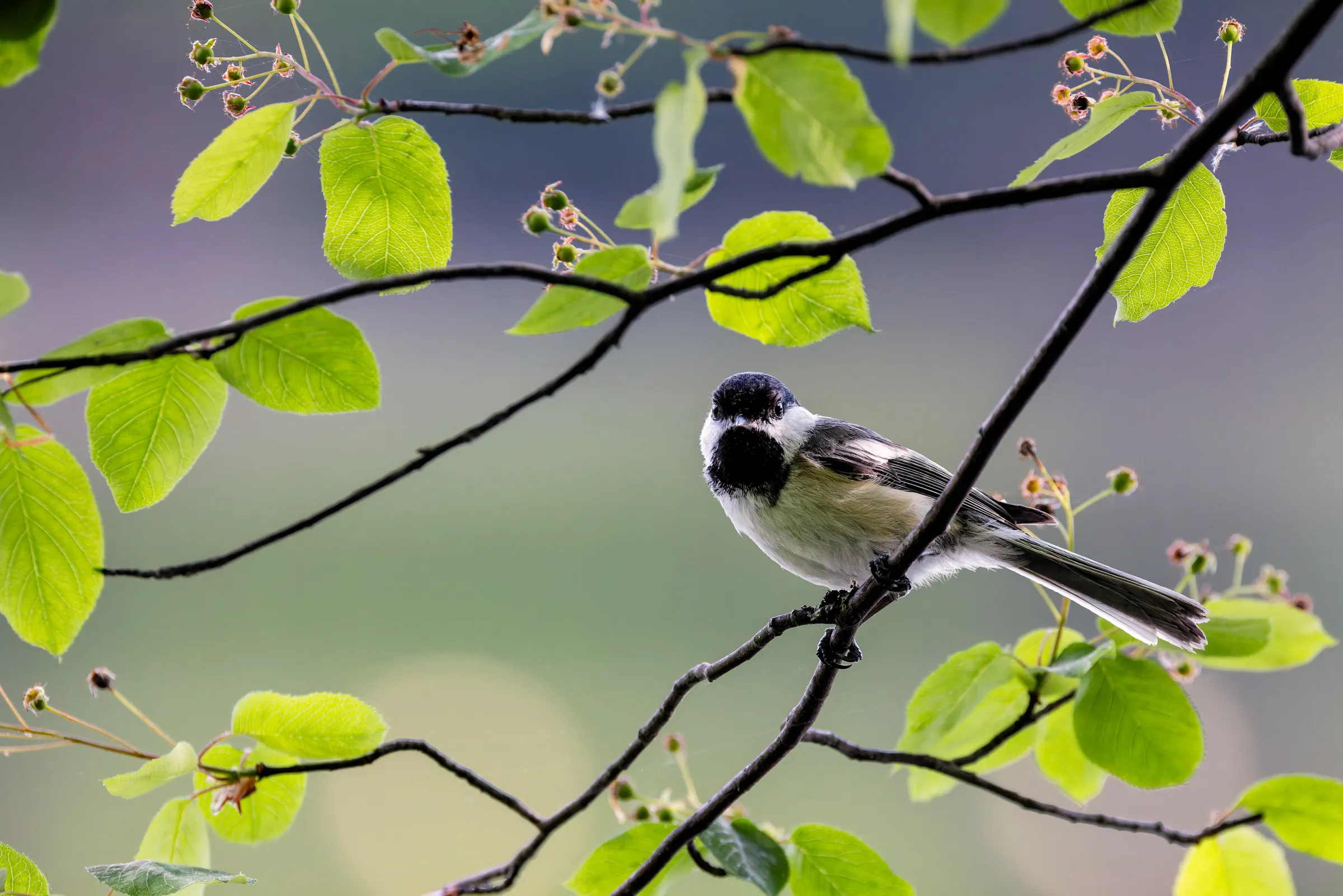 Chickadee at Pleasant Lake