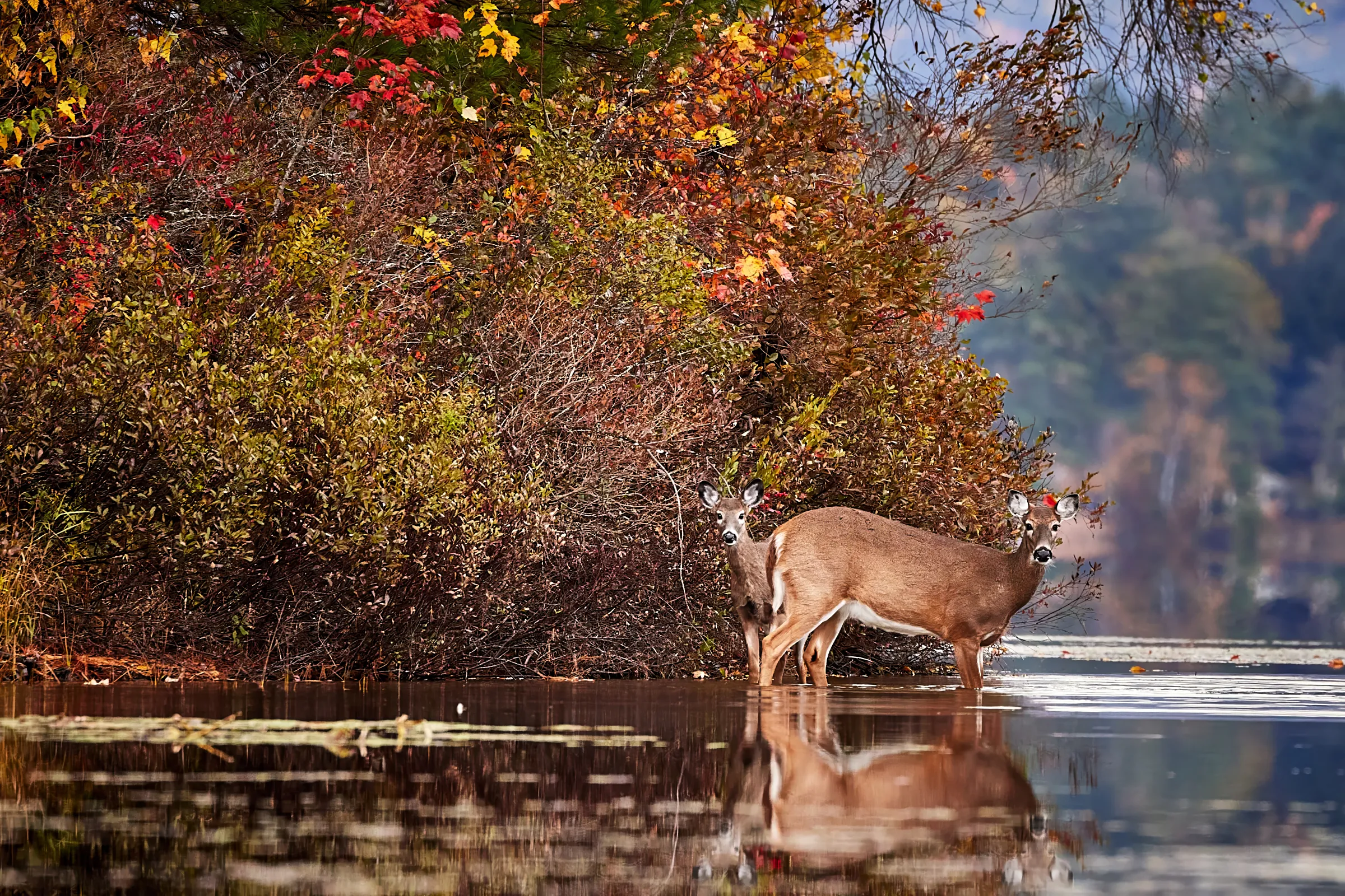 Deer at Pleasant Lake
