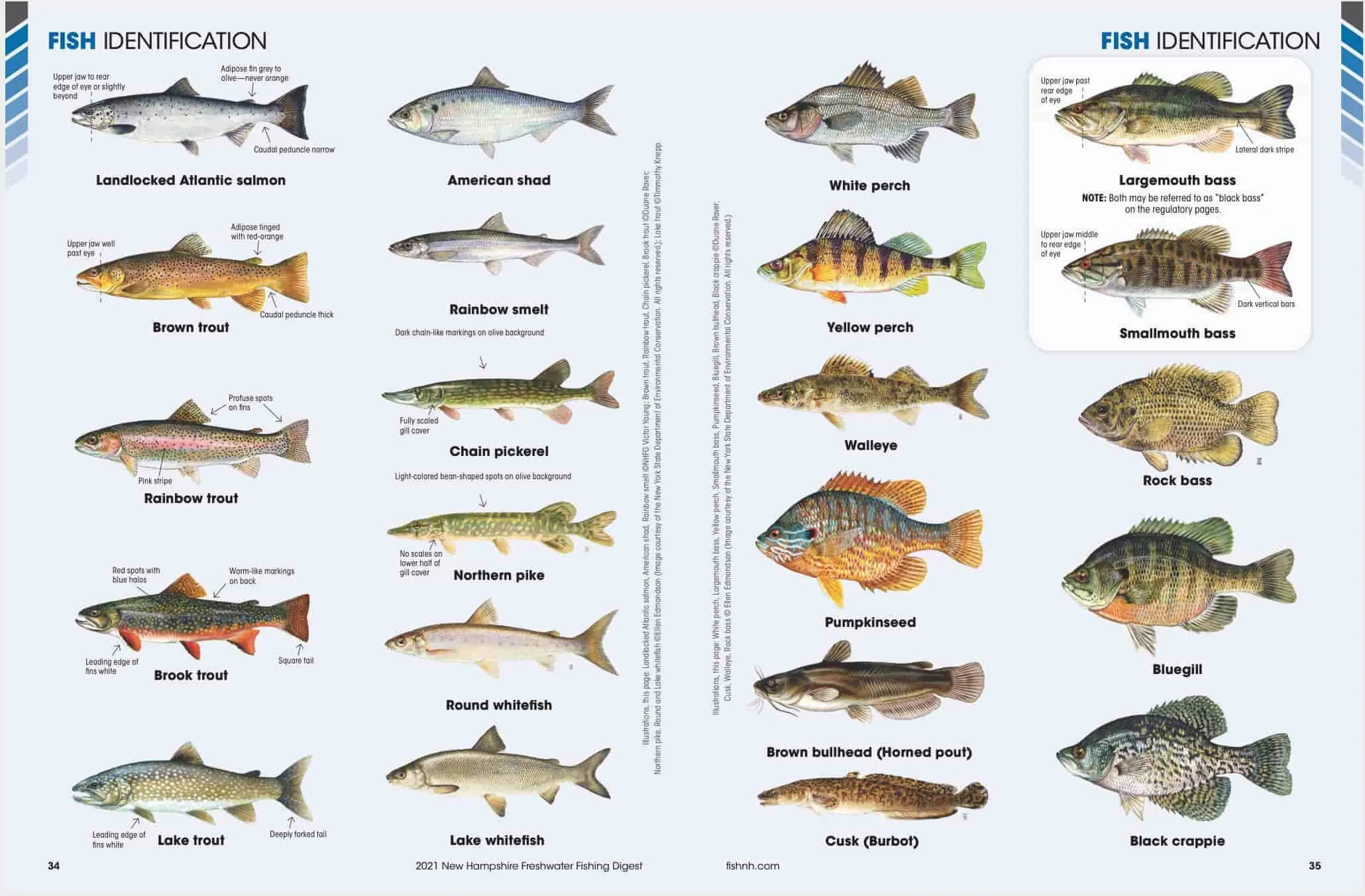 Fish species ID chart for Pleasant Lake