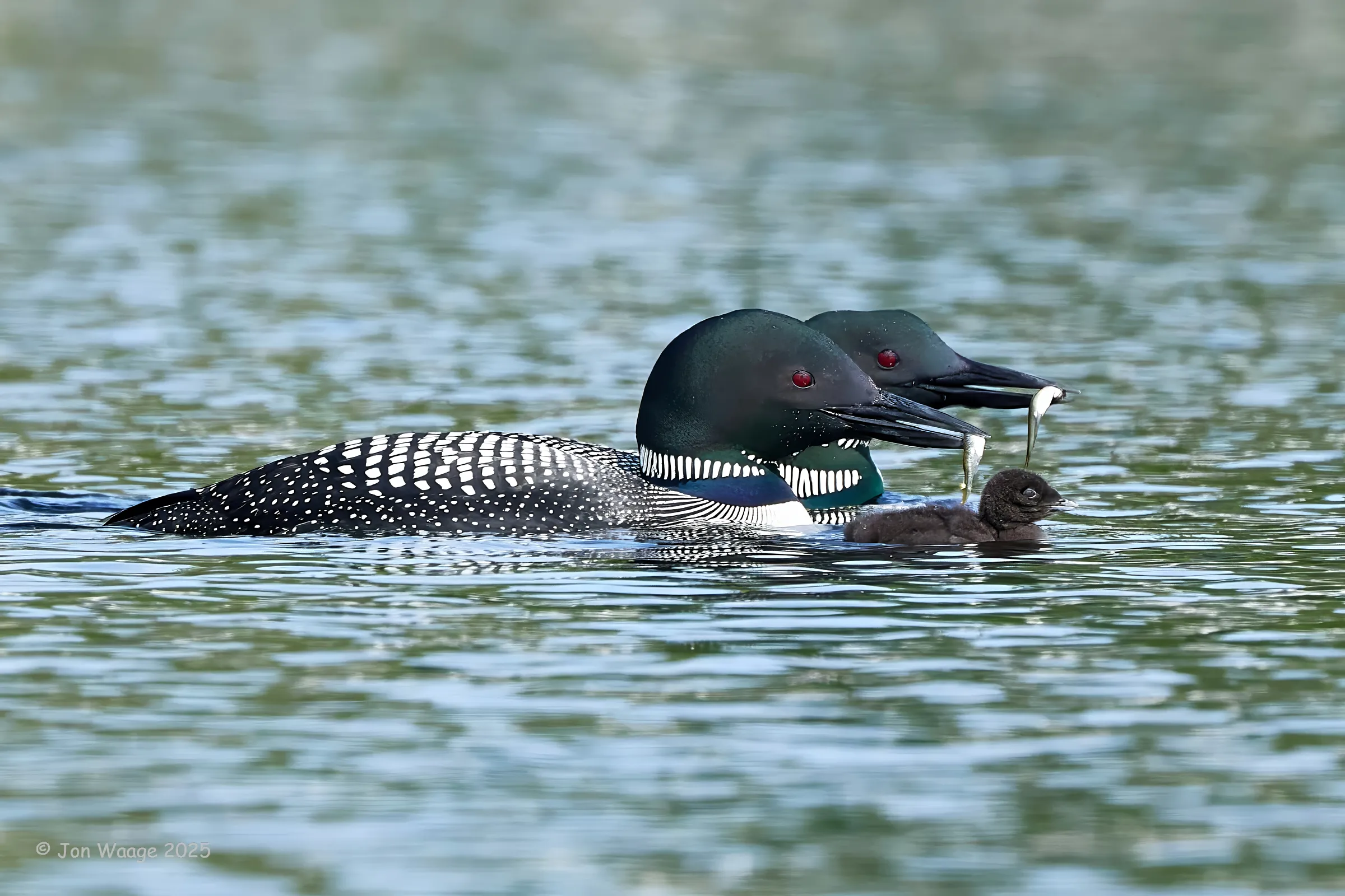Ripples Newsletter
