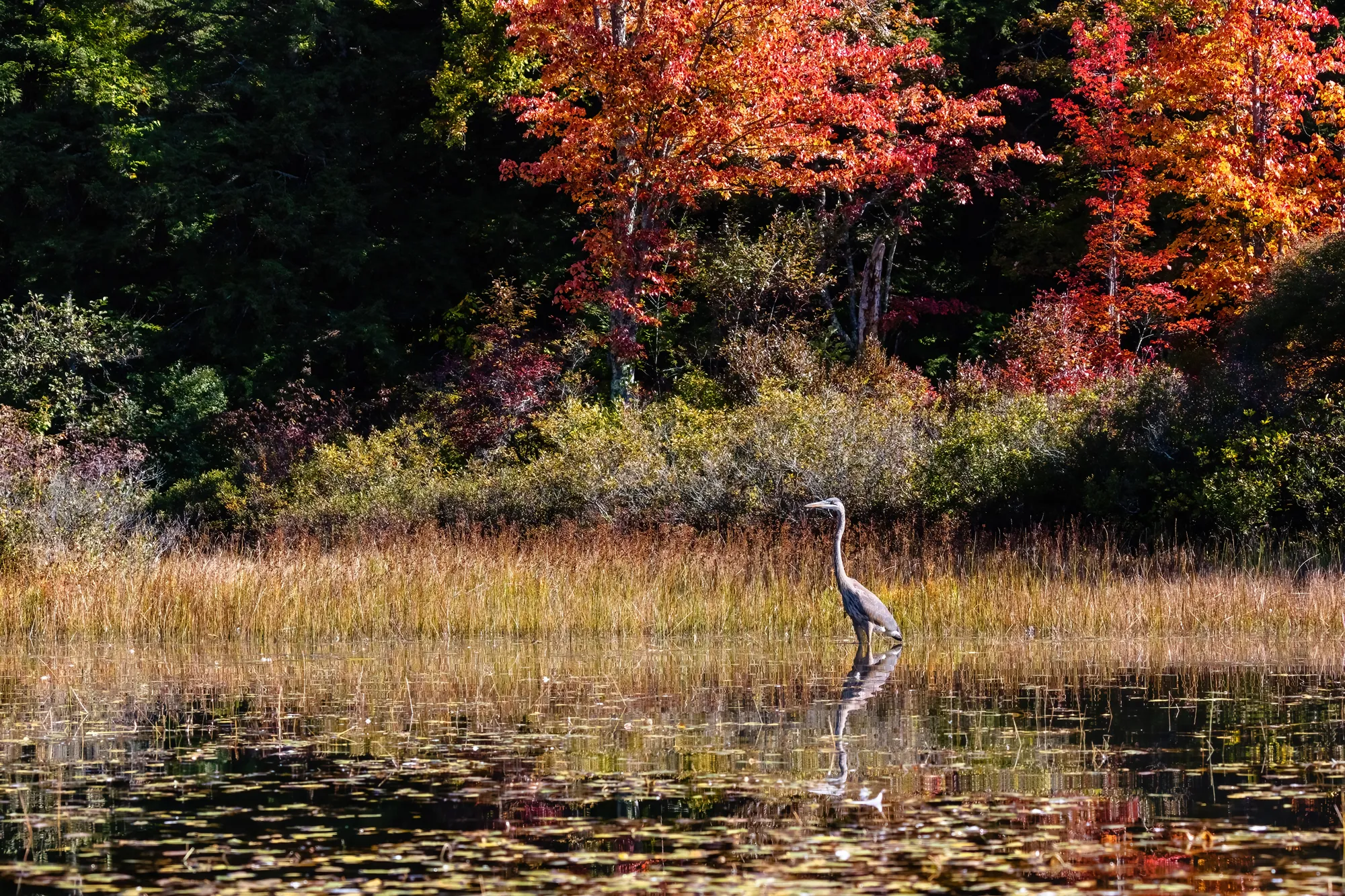 Healthy shoreline at Pleasant Lake