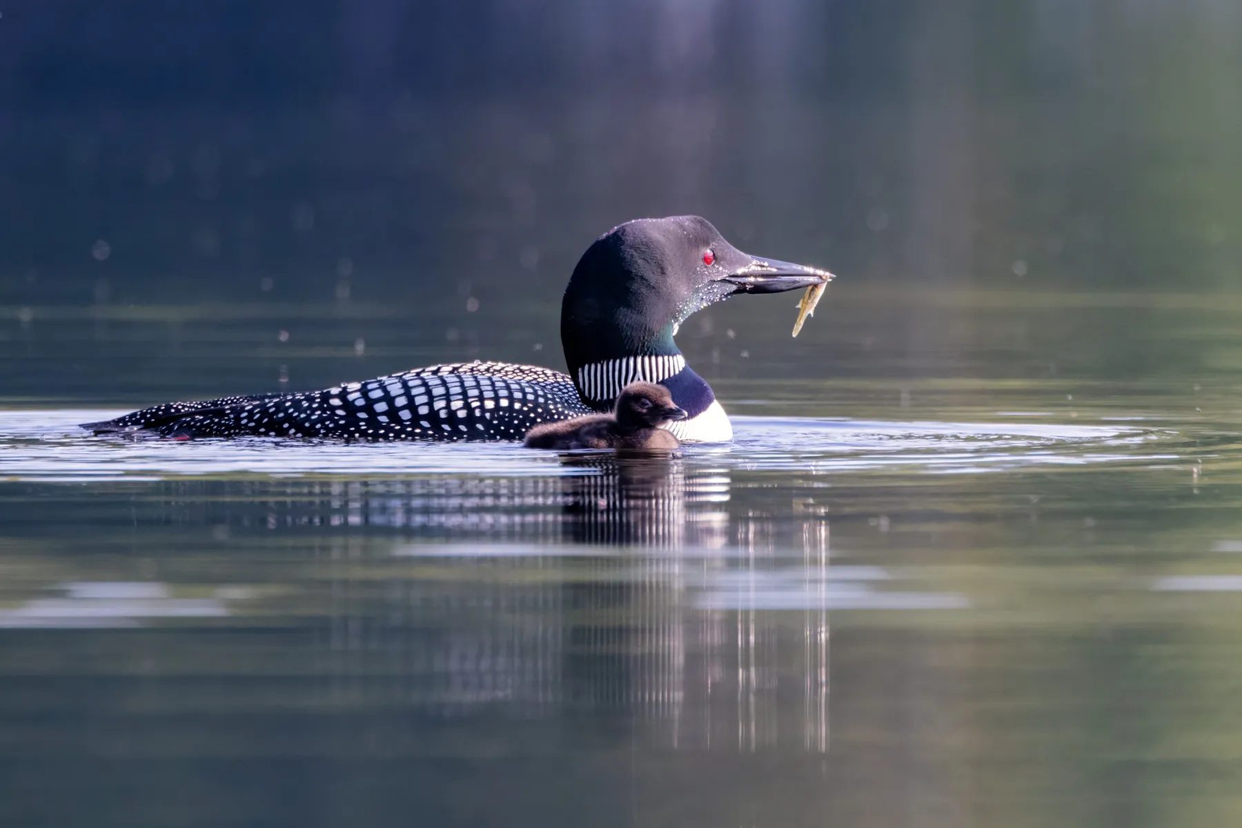 Adult loon on Pleasant Lake