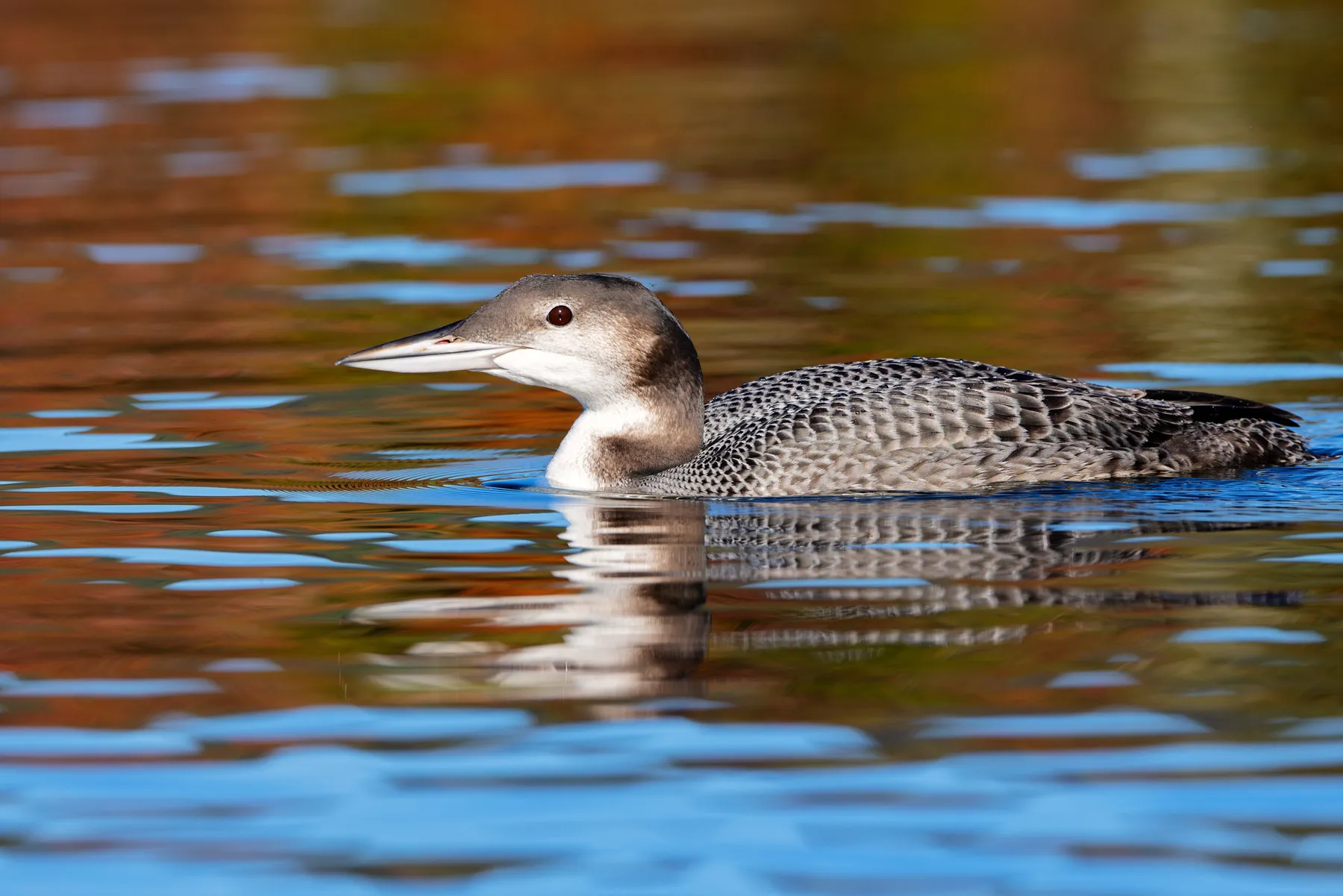 Common loon swimming on Pleasant Lake