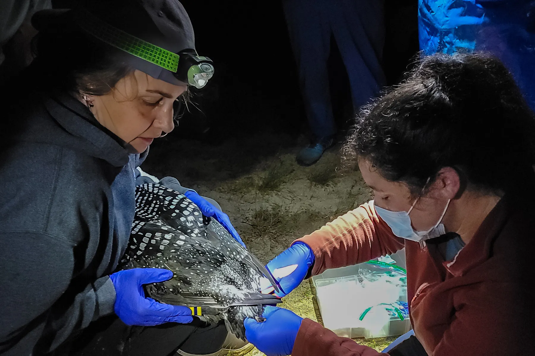 Loon banding activity on Pleasant Lake