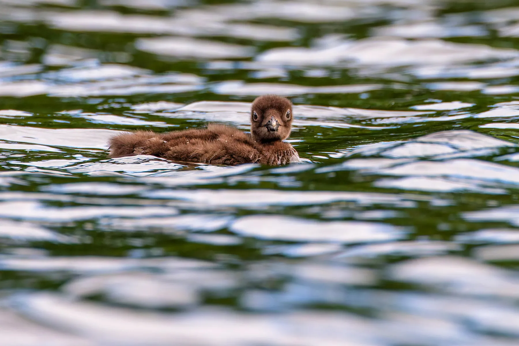 Loon chick on Pleasant Lake
