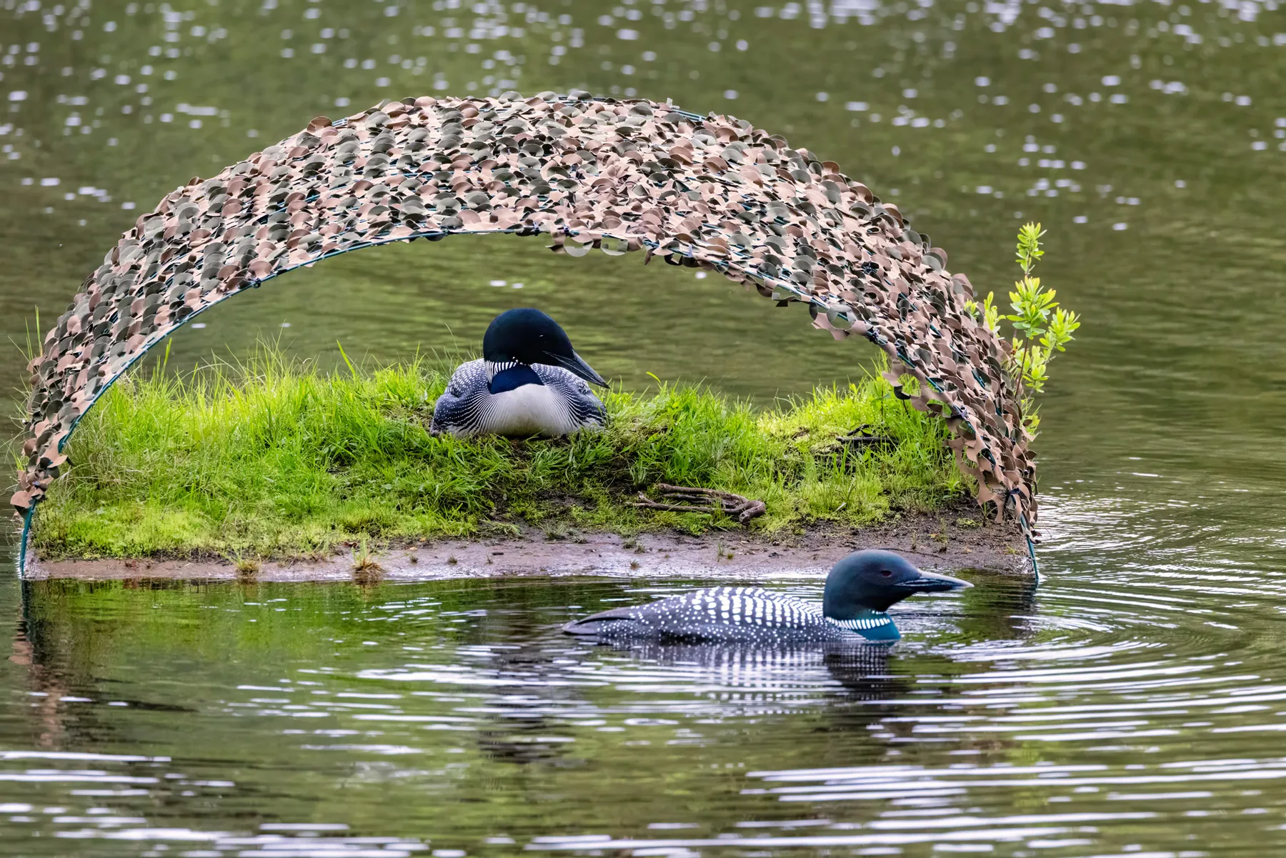 Adult loon on nest at Pleasant Lake