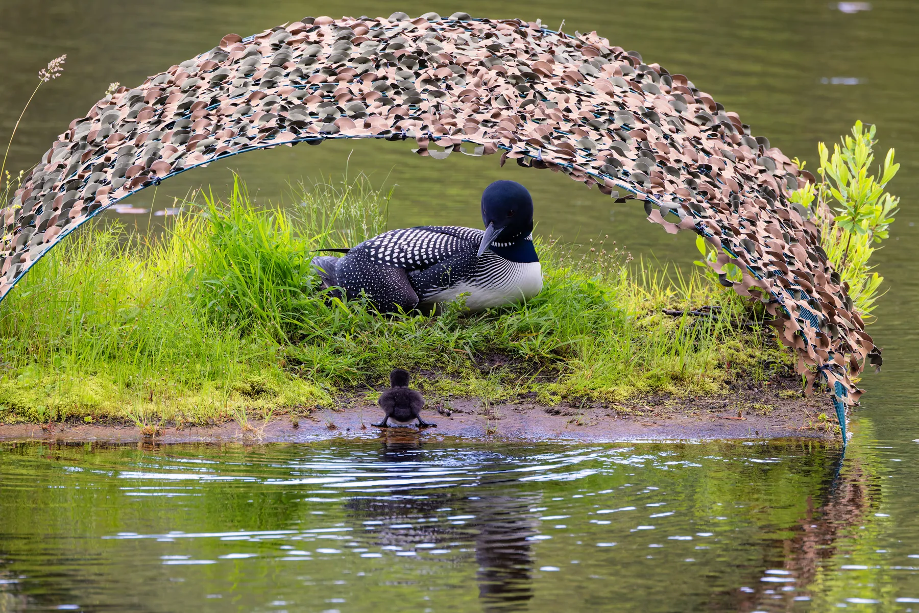 Common loon on Pleasant Lake