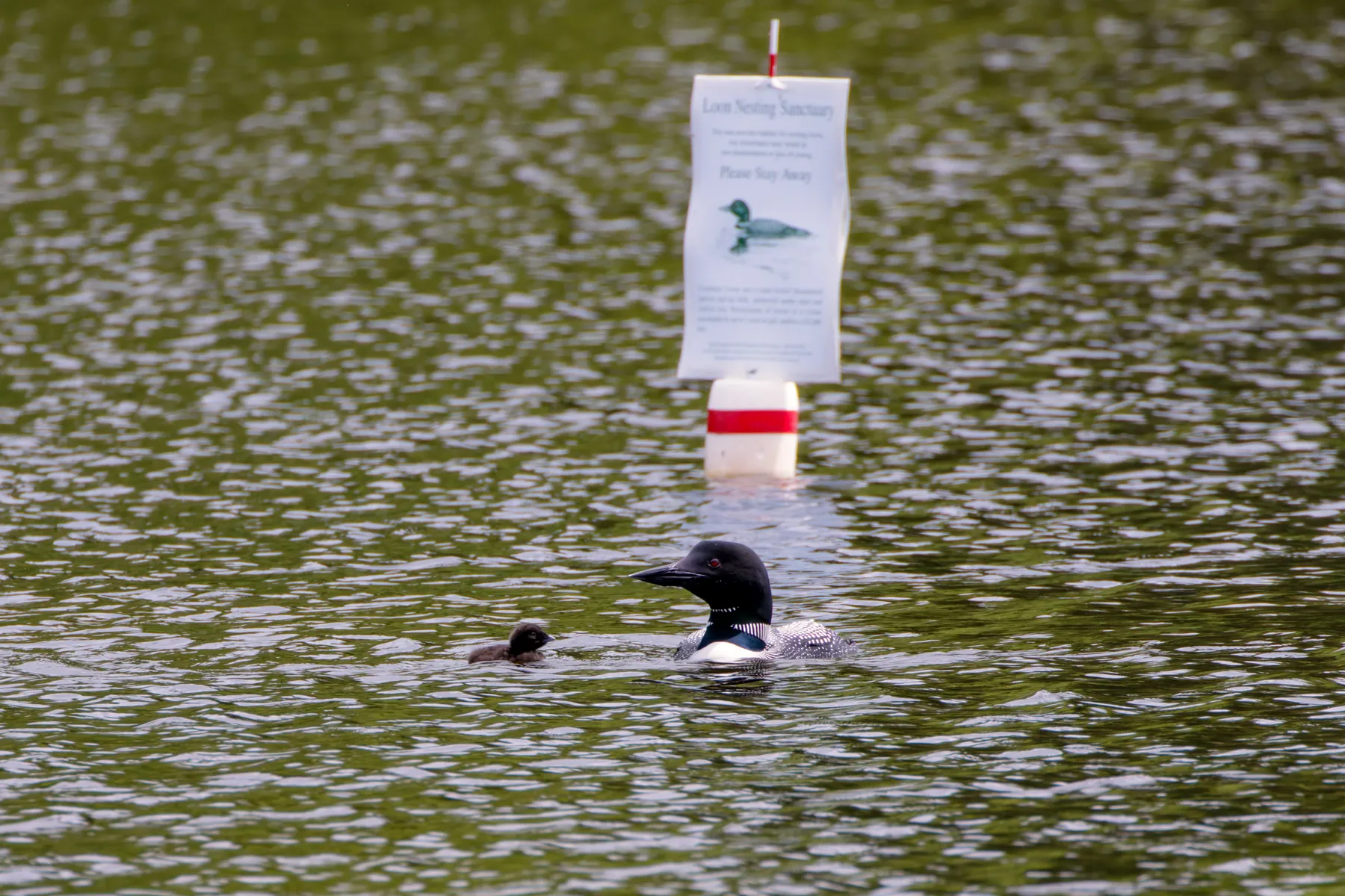 Loon sanctuary sign posted near nesting area