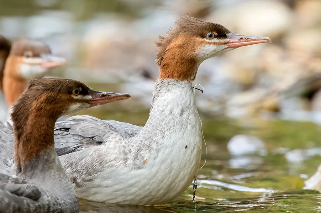 Waterfowl impacted by discarded fishing tackle