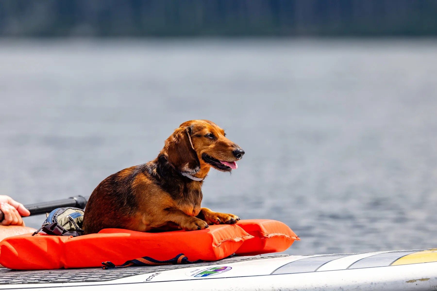 Pet safety risks from cyanobacteria