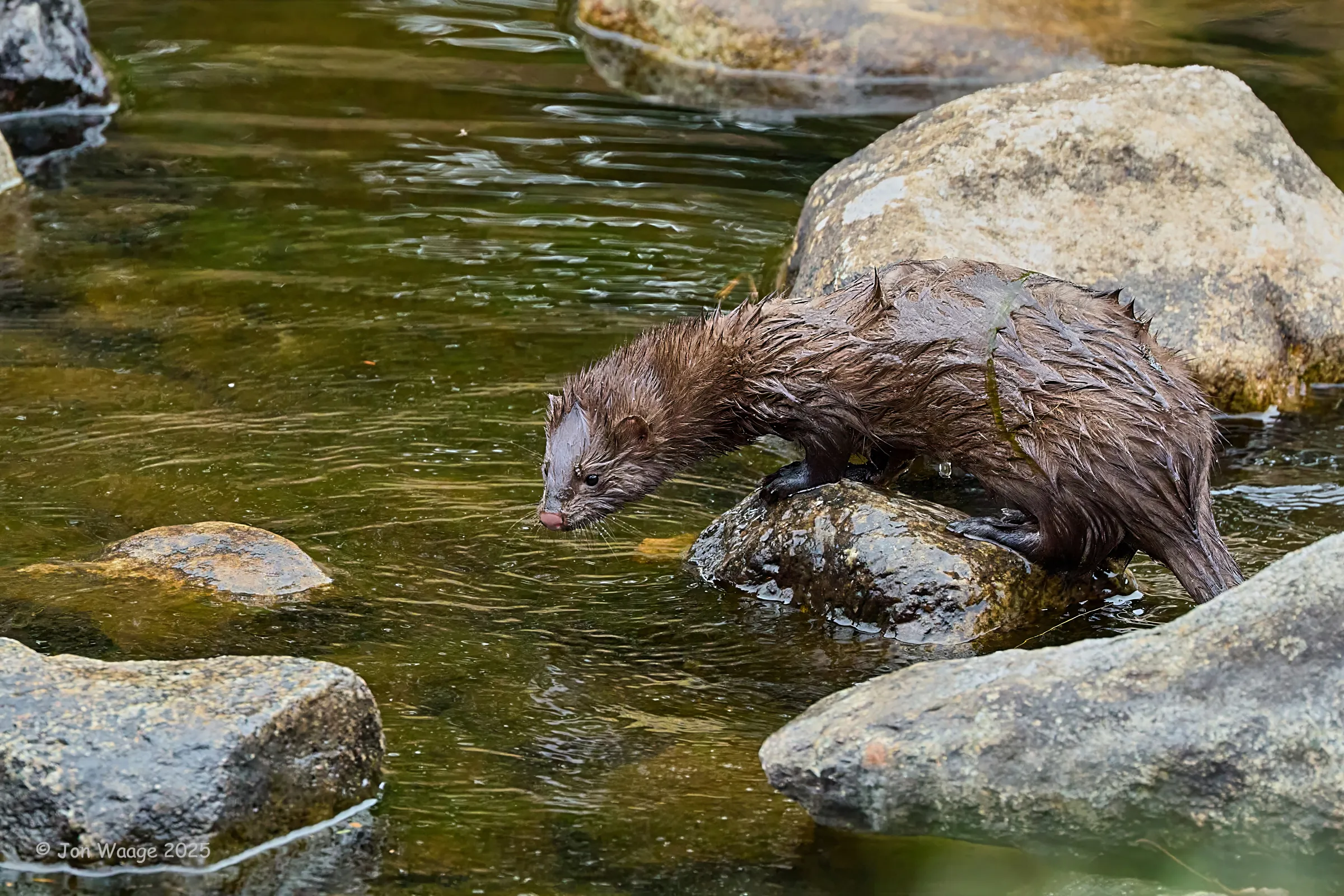 A mink near Pleasant Lake