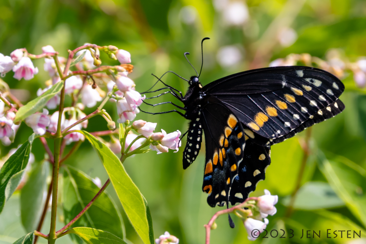 Thumbnail for Planting for Butterflies