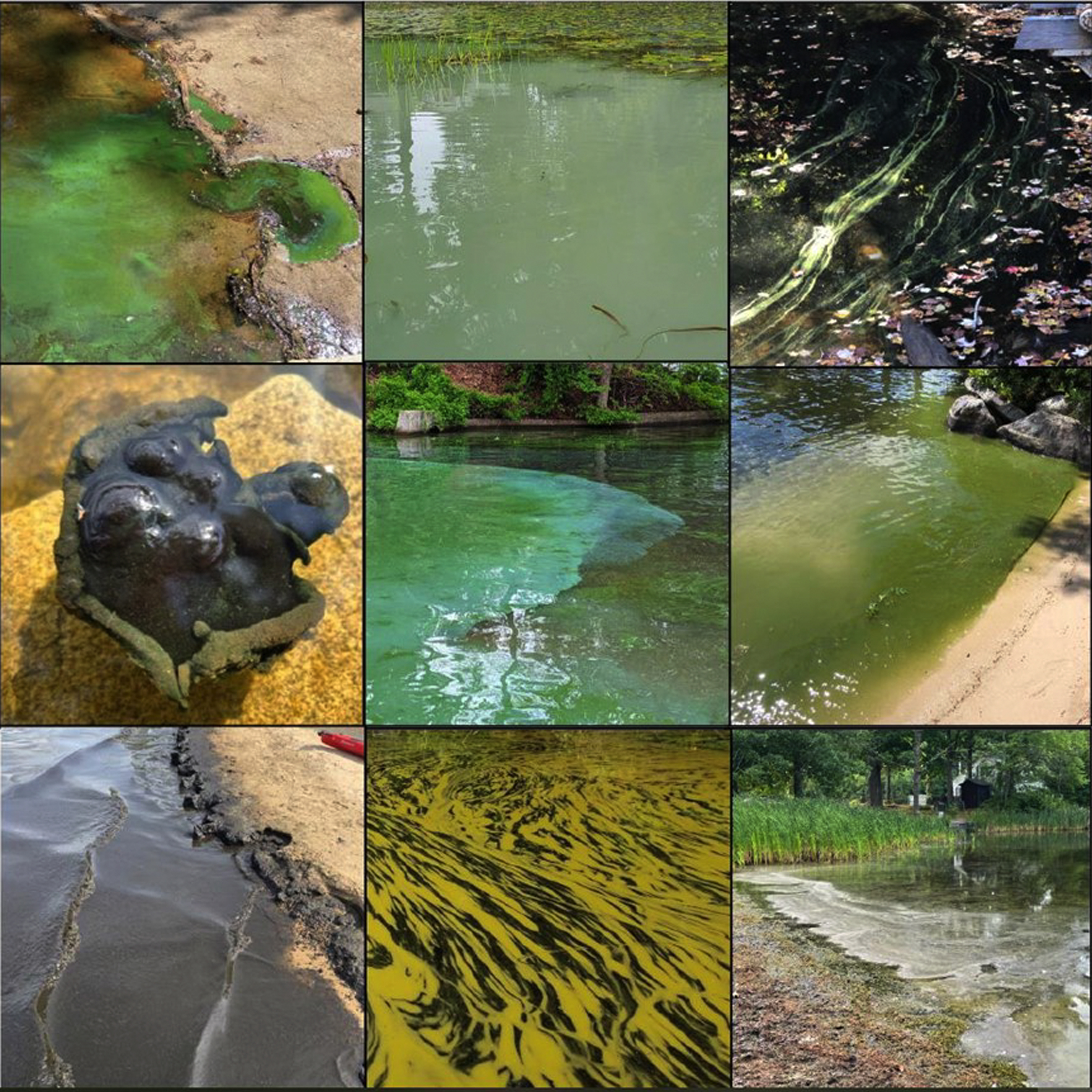 Thumbnail for PLPA Cyanobacteria Information