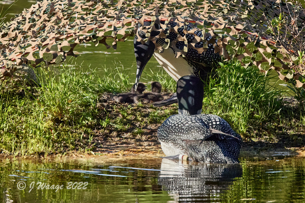 Thumbnail for Meet the new Loon chicks!