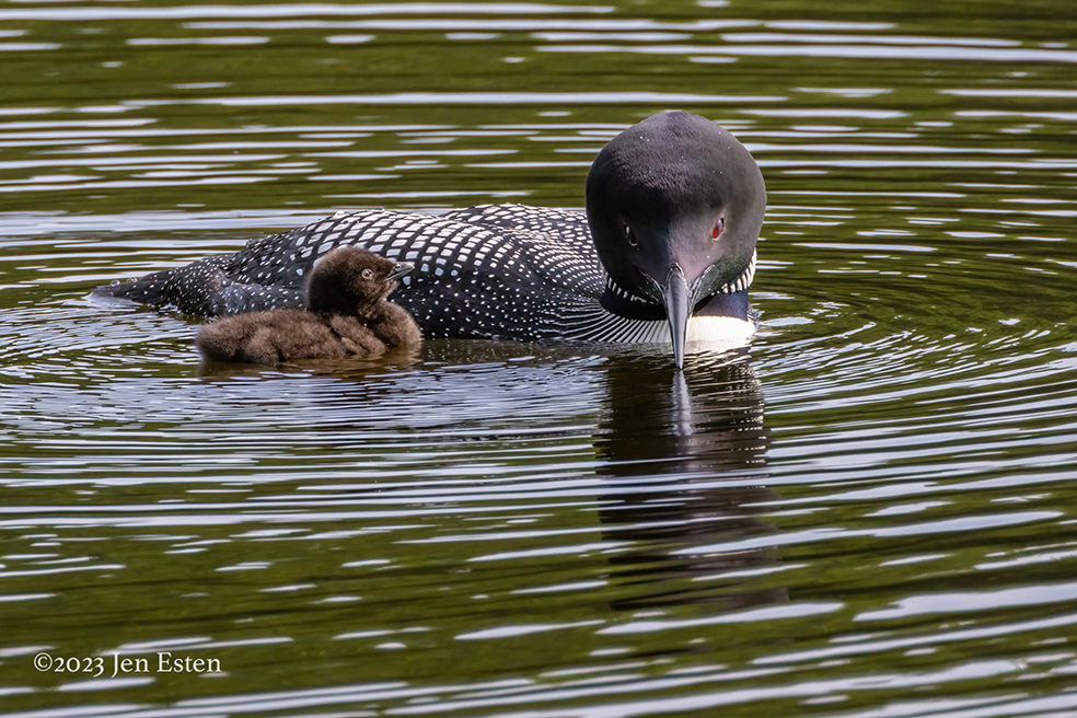 Thumbnail for Another Year with One Chick