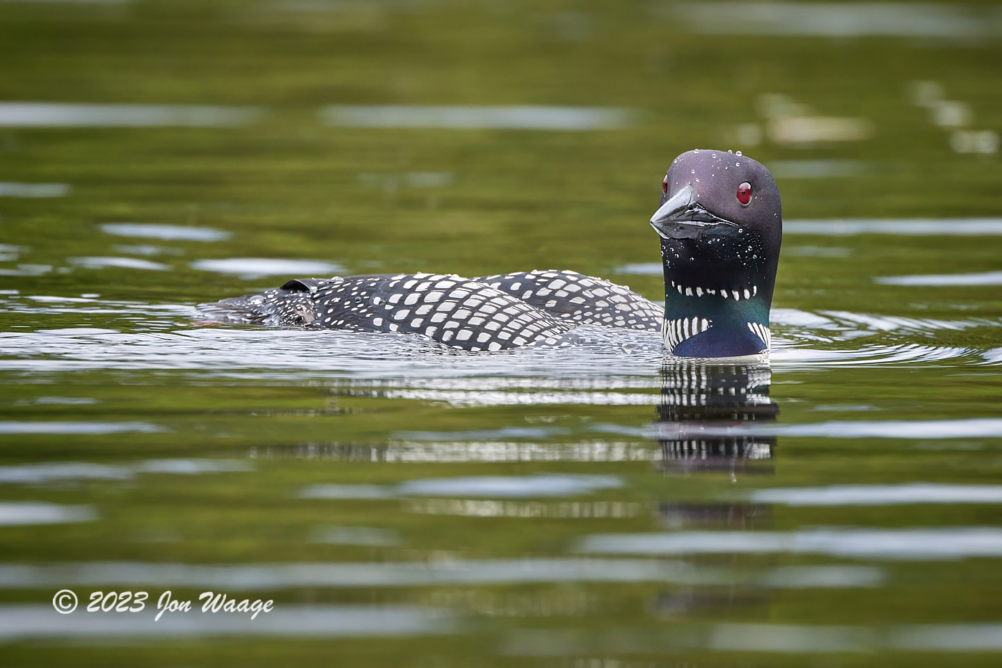 Thumbnail for First Loon Chick!