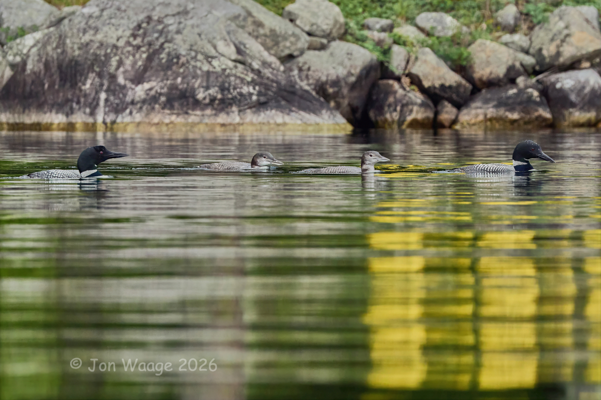 Thumbnail for Loon Update and Pollinator Support Plants