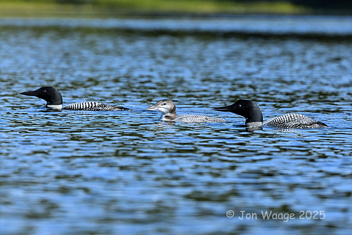 Thumbnail for Loon Update, Backyard Birds and dealing with Cyanobacteria