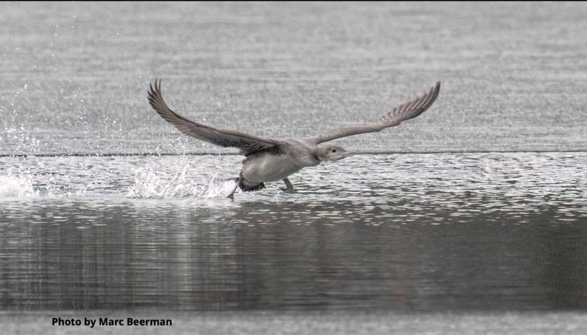 Thumbnail for Loon Rescue on Chase Pond