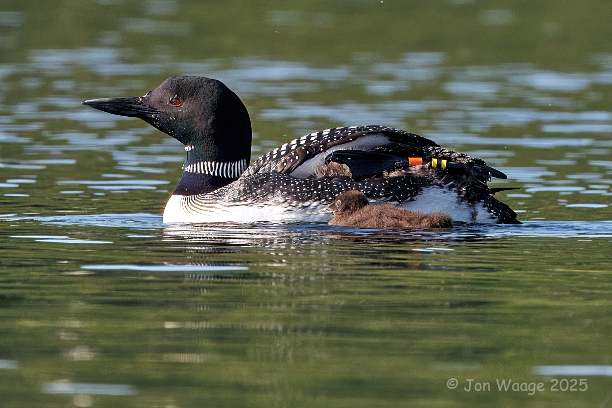 Thumbnail for Banding our Male Loon