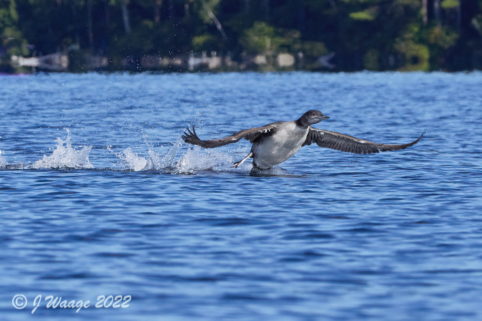 Thumbnail for Flying Loons and Useful Wasps