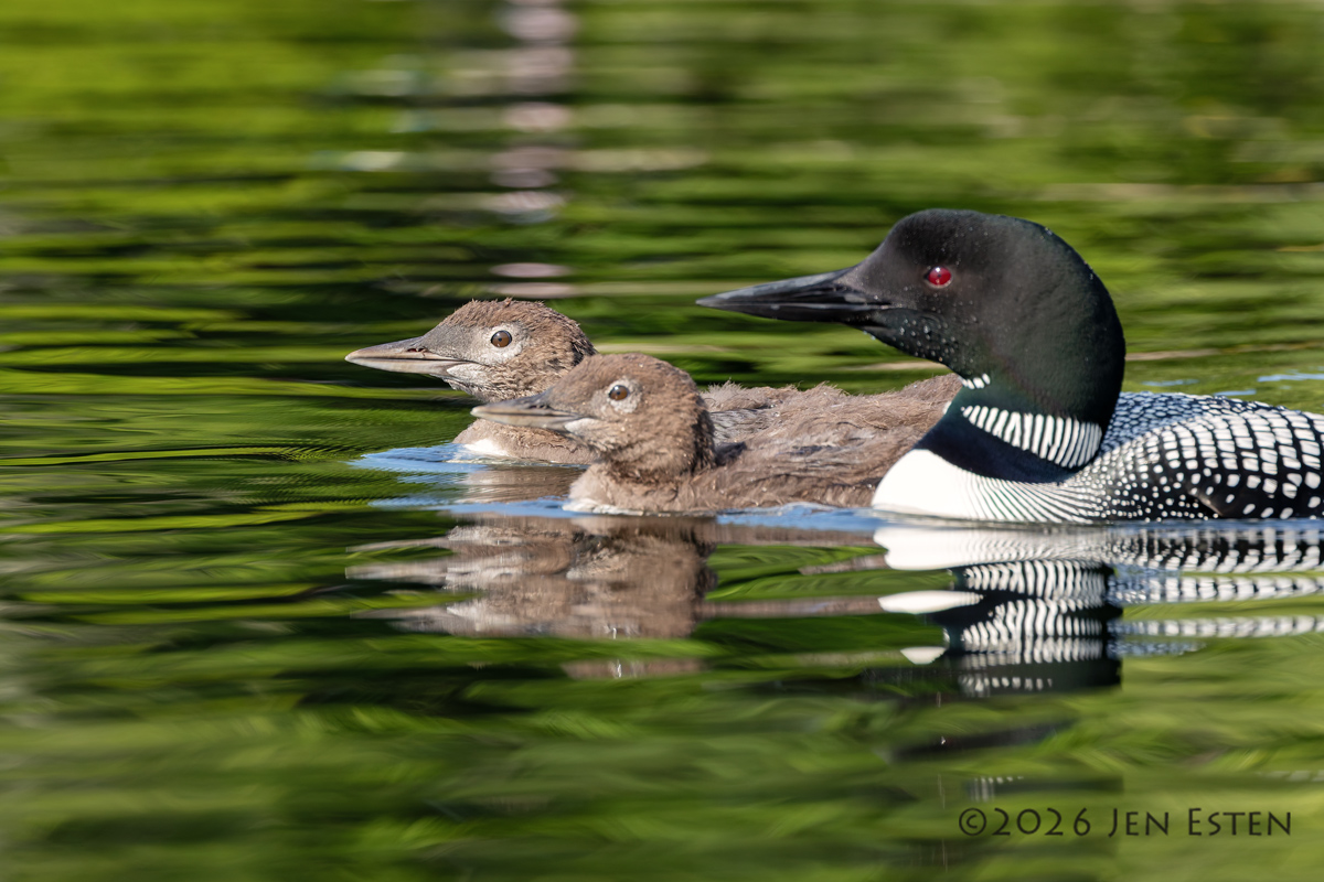 Thumbnail for Loon Update and Sand Wasp Season