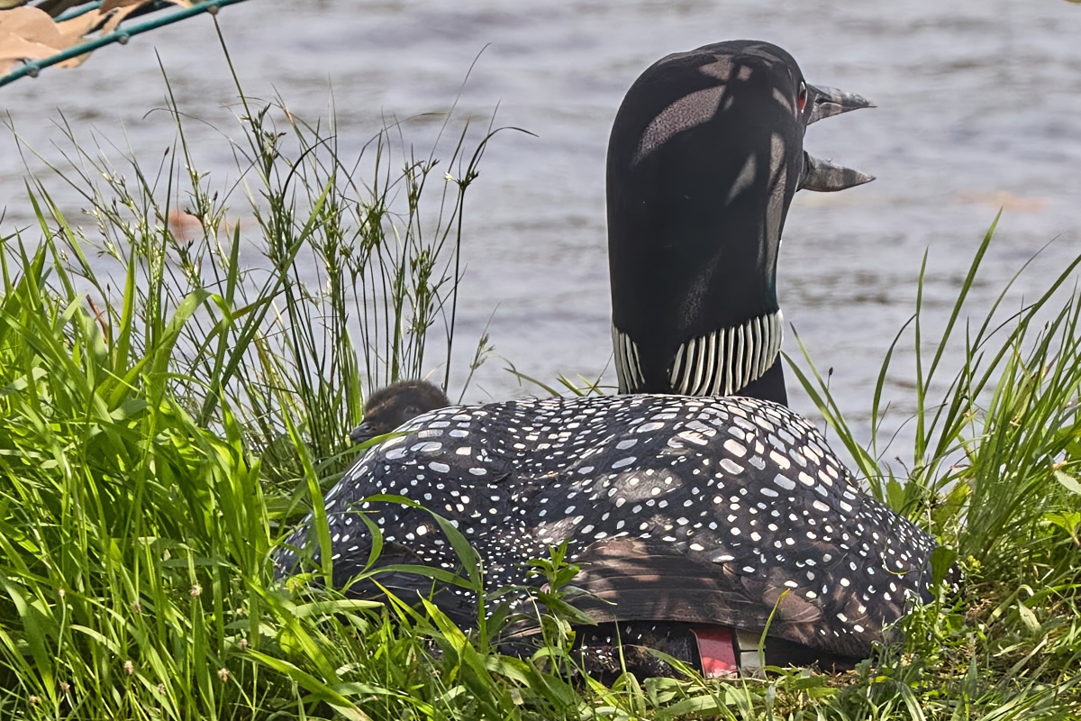 Thumbnail for Off to a Good Start  - our first Loon chick has hatched!